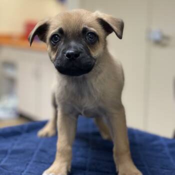 Rescue Pug and Mixed Breed Dogs for Adoption in Riverside, California - French Fries | PetCurious