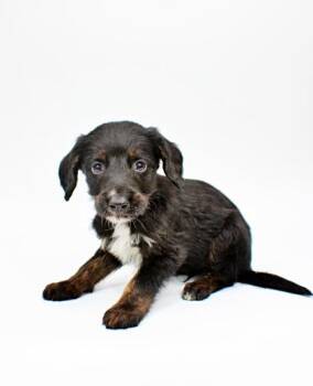 Poodle and Mixed Breed Dogs Available for Adoption in Morton Grove, Illinois - Ezra | PetCurious