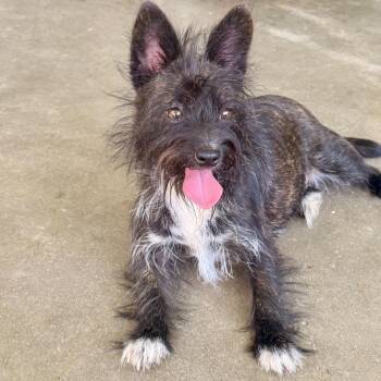 Shelly -  Yorkshire Terrier and Cairn Terrier Dog for Adoption in Modesto, California - Shelly | PetCurious