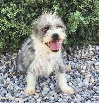 Lovely Lil Ms Lydia - Terripoo -  West Highland White Terrier Westie and Poodle Dog for Adoption in North Valley, New Mexico - Lovely Lil Ms Lydia - Terripoo | PetCurious