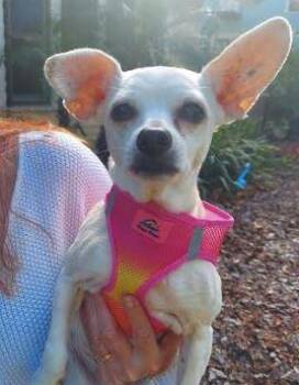 Rescue Chihuahua Dogs for Adoption in Palm Harbor, Florida - Trixie | PetCurious