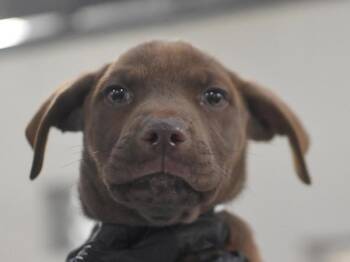 Rescue Labrador Retriever Dogs for Adoption in Portland, Oregon - Bastion | PetCurious