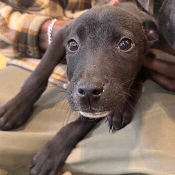 Hound Dogs Available for Adoption in Lynchburg, Virginia - Batman | PetCurious