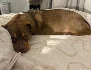 Pit Bull Terrier Dogs Available for Adoption in Brewster, New York - Ruby (fka Sarah) | PetCurious