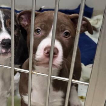 Mixed Breed Dogs Available for Adoption - Bear | PetCurious