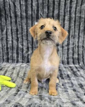 Terrier Dogs Available for Adoption in Othello, Washington - Monstera | PetCurious