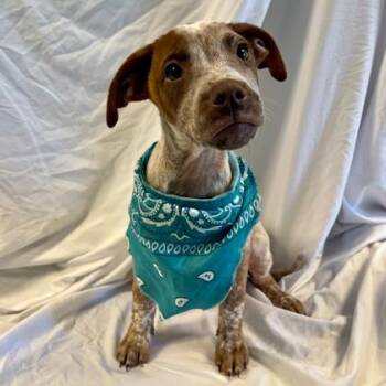 Ace -  Mixed Breed Dog for Adoption in Canal Winchester, Ohio - Ace | PetCurious