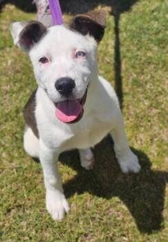 Husky Dogs Available for Adoption in Morrilton, Arkansas - Bolt | PetCurious