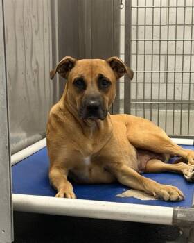 FEMA -  Mixed Breed Dog for Adoption in Dallas, Texas - FEMA | PetCurious