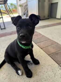 Juan Carlos -  Chihuahua and Dachshund Dog for Adoption in Walnut Park, California - Juan Carlos | PetCurious