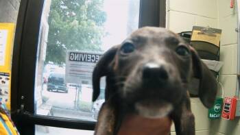 Rescue Pit Bull Terrier and Mixed Breed Dogs for Adoption in Tulsa, Oklahoma - RICOTTA | PetCurious