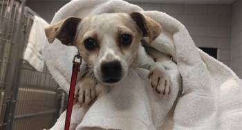 A176393 -  Mixed Breed Dog for Adoption in Santa Fe, New Mexico - A176393 | PetCurious