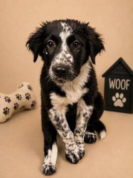 Dice -  Australian Cattle Dog Blue Heeler and Mixed Breed Dog for Adoption in Bowling Green, Kentucky - Dice | PetCurious