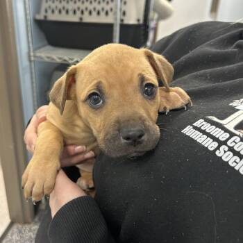 Boxer and Mixed Breed Dogs Available for Adoption - Trellis | PetCurious