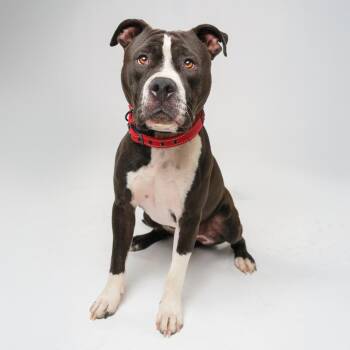 Ramond -  Pit Bull Terrier Dog for Adoption in Palm Springs, California - Ramond | PetCurious