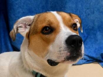 Labrador Retriever and Pit Bull Terrier Dogs Available for Adoption - Rex | PetCurious