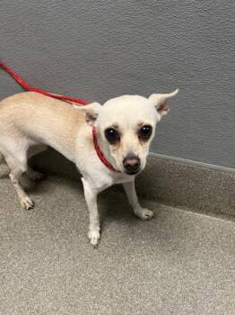 Rescue Chihuahua Dogs for Adoption in Las Vegas, Nevada - AUDELINA | PetCurious