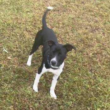 Panda -  Border Collie Dog for Adoption in Ridgely, Maryland - Panda | PetCurious