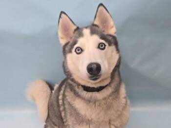 Athena -  Siberian Husky and Mixed Breed Dog for Adoption in Minneapolis, Minnesota - Athena | PetCurious