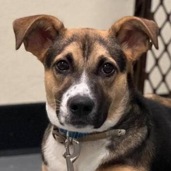 Rescue Black Mouth Cur and Mixed Breed Dogs for Adoption in Grayslake, Illinois - Jordan | PetCurious