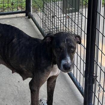 Sun -  Mixed Breed Dog for Adoption in Columbus, North Carolina - Sun | PetCurious