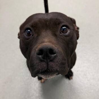 Xena -  Terrier and Mixed Breed Dog for Adoption in Abilene, Texas - Xena | PetCurious