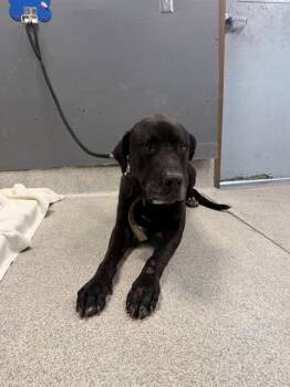 Labrador Retriever and Great Dane Dogs Available for Adoption in Tallahassee, Florida - RALPH | PetCurious