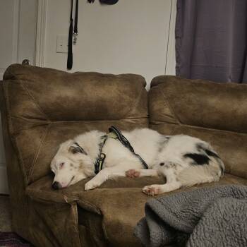 Rescue Australian Shepherd and Mixed Breed Dogs for Adoption in Springboro, Ohio - Motley | PetCurious