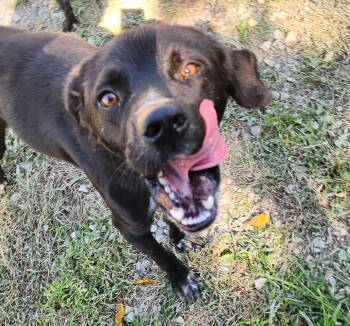 Rescue Black Labrador Retriever Dogs for Adoption in Berea, Kentucky - Vegas | PetCurious