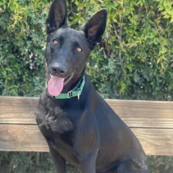 Rango -  German Shepherd Dog and Mixed Breed Dog for Adoption in Riverside, California - Rango | PetCurious