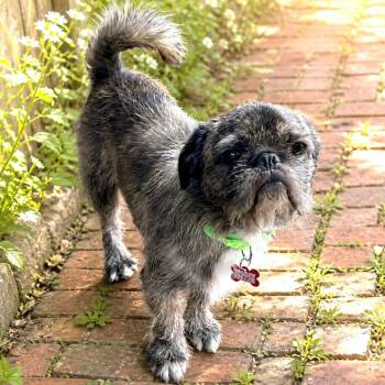 Pug and Shih Tzu Dogs Available for Adoption in Boerne, Texas - Grady | PetCurious