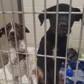Domino -  German Shorthaired Pointer Dog for Adoption - Domino | PetCurious