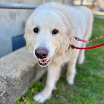 Mixed Breed Dogs Available for Adoption in New York, New York - George | PetCurious