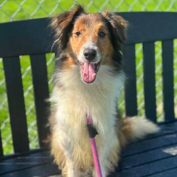 Holly -  Shetland Sheepdog Sheltie Dog for Adoption in Philadelphia, Pennsylvania - Holly | PetCurious