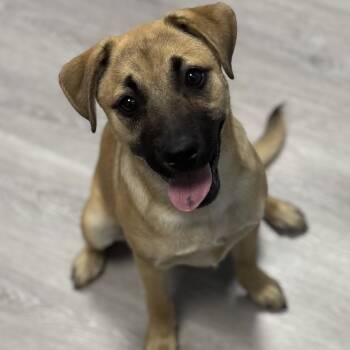 Shepherd Dogs Available for Adoption in Ulster, Pennsylvania - Serenity | PetCurious