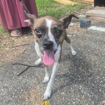 Sweetie -  Boston Terrier and Mixed Breed Dog for Adoption in Aberdeen, North Carolina - Sweetie | PetCurious