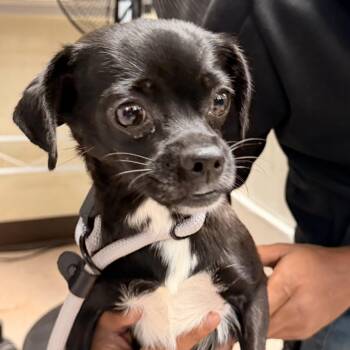 Rescue Chihuahua Dogs for Adoption in Philadelphia, Pennsylvania - Sallie | PetCurious