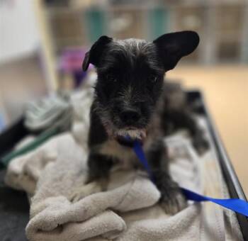 NEGRITO -  French Bulldog and Poodle Dog for Adoption in Chula Vista, California - NEGRITO | PetCurious