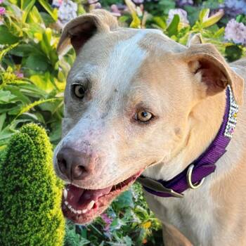 Kimber -  American Bulldog Dog for Adoption in Kingman, Arizona - Kimber | PetCurious
