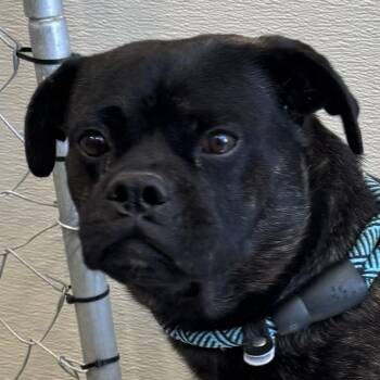 Hubert -  Mixed Breed Dog for Adoption in Las Cruces, New Mexico - Hubert | PetCurious