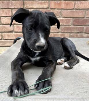 Sunny -  Pit Bull Terrier and Labrador Retriever Dog for Adoption in Amarillo, Texas - Sunny | PetCurious