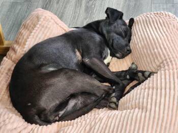 Roo -  Mixed Breed Dog for Adoption in Brooks, Maine - Roo | PetCurious