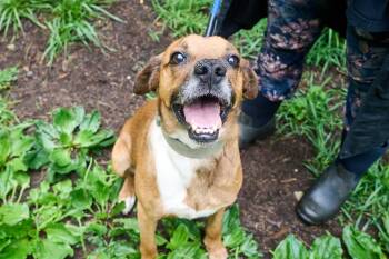 Chiquilin -  Boxer Dog for Adoption in Floyd, Virginia - Chiquilin | PetCurious