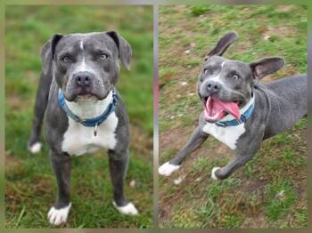 Rosie -  Pit Bull Terrier Dog for Adoption in Shelby, Michigan - Rosie | PetCurious