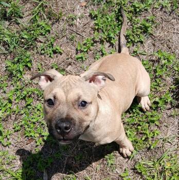 Pit Bull Terrier Dogs Available for Adoption in Panama City, Florida - Coco | PetCurious