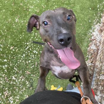 Bonnie -  American Staffordshire Terrier and Staffordshire Bull Terrier Dog for Adoption in Magnolia, Texas - Bonnie | PetCurious