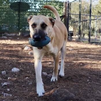 Rescue Shepherd Dogs for Adoption in Paramus, New Jersey - Holly Berry | PetCurious