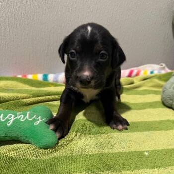 Hound and Mixed Breed Dogs Available for Adoption in Tampa, Florida - Lucero | PetCurious