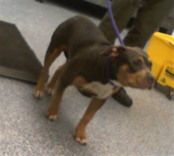 Pit Bull Terrier and Mixed Breed Dogs Available for Adoption - A1261469 | PetCurious