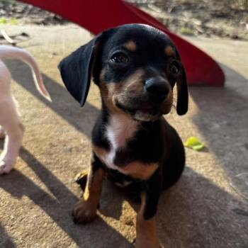 Snicker Doodle -  Chihuahua Dog for Adoption in Lewisville, Texas - Snicker Doodle | PetCurious
